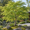 Acer palmatum Seiryu – aspectul plantei în grădină, imagine ilustrativă
