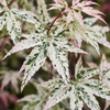 Acer palmatum Ukigumo – imagine ilustrativă