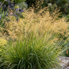 Deschampsia cespitosa Goldtau