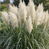 Cortaderia selloana Alba