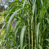 Miscanthus giganteus