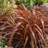 Uncinia rubra Everflame