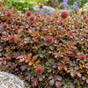 Acaena microphylla ‘Kupferteppich’ – detaliu, imagine orientativă
