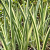 Acorus calamus ‘Variegatus’ – detaliu botanic