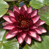 Nymphaea ‘Almost Black’ – detaliu botanic