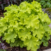 Heuchera ‘Lime Marmalade’