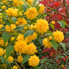 Kerria japonica ‘Pleniflora’