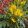 Mahonia × media ‘Winter Gold’