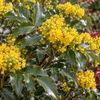 Mahonia aquifolium