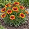 Gaillardia ‘Arizona Sun’ – tufă înflorită