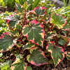 Houttuynia cordata ‘Chameleon’ – detaliu botanic