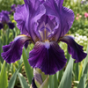 Iris germanica ‘Purple Satin’ – ilustrație orientativă