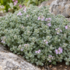 Thymus pseudolanuginosus – detaliu, imagine orientativă