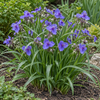 Tradescantia ‘Blue Stone’ – flori albastre și frunziș îngust