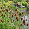 Typha minima – detaliu al inflorescențelor