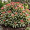 Pieris Flaming Silver – illusztratív növénykép 1
