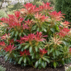 Pieris Forest Flame – illusztratív növénykép 1