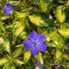 Vinca minor ‘Illumination’ – detaliu al frunzelor aurii și florilor albastre