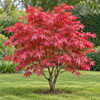 Acer palmatum Beni Maiko – imagine ilustrativă