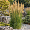 Calamagrostis ‘Karl Foerster’ – ilustrație AI