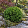 Thuja occidentalis 'Danica'