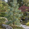 Pinus wallichiana