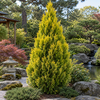 Thuja orientalis 'Pyramidalis Aurea'