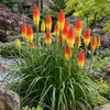 Crin torță – Kniphofia ‘Flamenco’