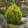 Thuja orientalis 'Aurea Nana'