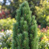 Pinus nigra 'Green Tower' – detaliu al frunzișului și portului, imagine ilustrativă