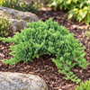 Juniperus procumbens 'Nana' – port natural