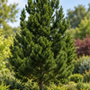 Pinus leucodermis – exemplar ornamental