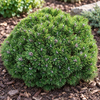 Pinus mugo 'Mops' – port natural