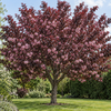 Prunus serrulata Royal Burgundy – díszfa