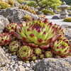 Sempervivum ‘Ruby Lime’ – ilustrație AI
