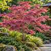 Acer palmatum ‘Shirazz’ — AcerSelect
