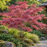 Acer palmatum ‘Shirazz’ — AcerSelect