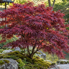 Acer palmatum ‘Shaina’ — AcerSelect