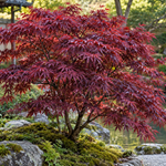 Acer palmatum ‘Shaina’ — AcerSelect