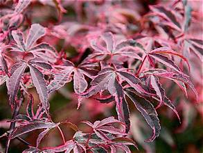 Acer palmatum ‘Shirazz’ — AcerSelect