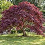Acer palmatum Inaba Shidare, exemplar solitar – imagine ilustrativă