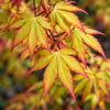 Acer palmatum Katsura – frunze, imagine ilustrativă