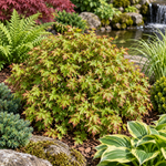 Acer palmatum Little Princess – gradina, imagine ilustrativă