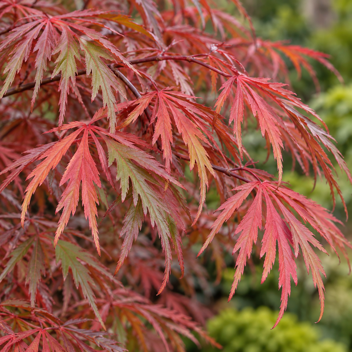 Acer palmatum dissectum Ornatum – frunze, imagine ilustrativă