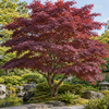 Acer palmatum Atropurpureum – aspectul plantei în grădină, imagine ilustrativă