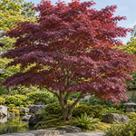 Acer palmatum Atropurpureum – aspectul plantei în grădină, imagine ilustrativă