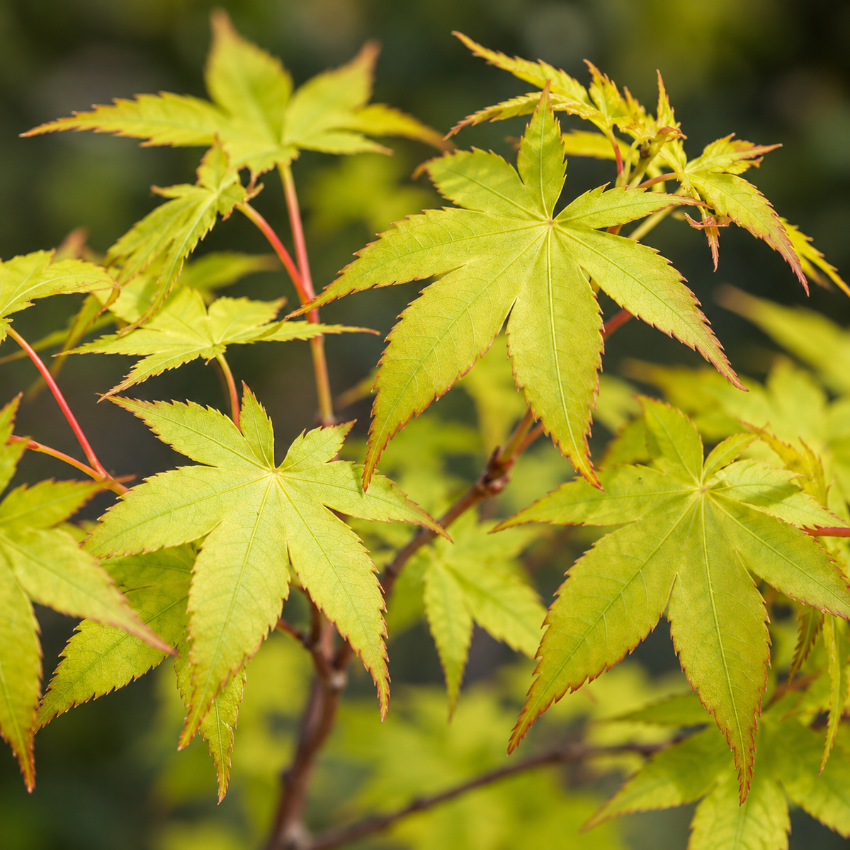 Acer palmatum Aureum – detaliu frunze, imagine ilustrativă