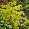 Acer palmatum Aureum în grădină japoneză – imagine ilustrativă