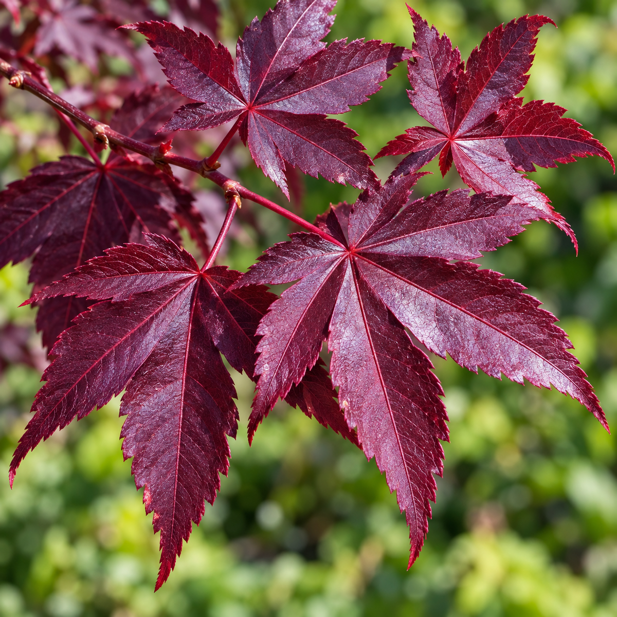 Acer palmatum Bloodgood – detaliul frunzelor, imagine ilustrativă