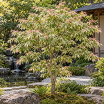 Acer palmatum Butterfly – aspectul plantei în grădină, imagine ilustrativă